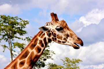 Giraffe (Giraffa) frisst Blätter, Kopf einer Giraffe vor blauem Himmel