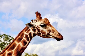 Kopf einer Giraffe aus Afrika vor blauem Himmel und Sonne