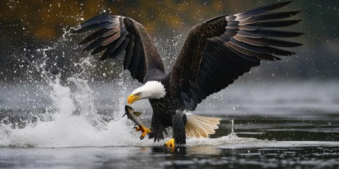 Poster A powerful bald eagle swoops down and catches a fish in the water. Perfect for nature enthusiasts and wildlife photographers © Fotograf