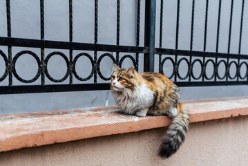 A beautiful alley cat sits near by the wall, close up