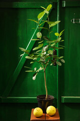 Lemon tree with ripe fruits on wooden stand in greenhouse