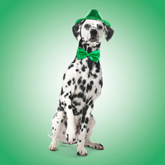 St. Patrick's day celebration. Cute Dalmatian dog with hat and bow tie on green background