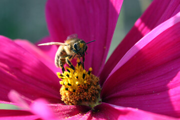 Biene in Blüte mit Blütenstaub