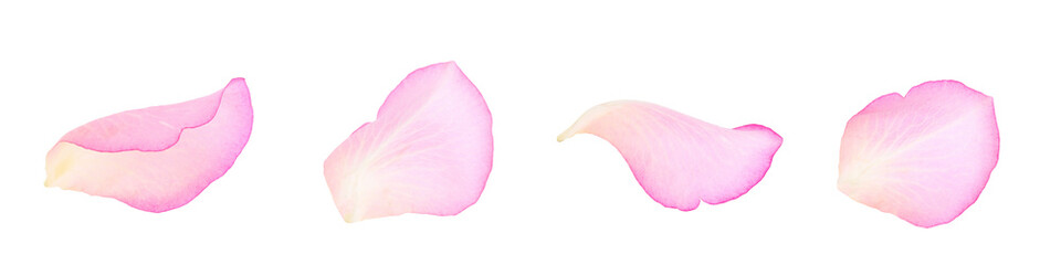 Pink rose petals isolated on white, set