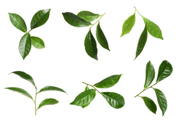Fresh green tea leaves isolated on white, set - obrazy, fototapety, plakaty