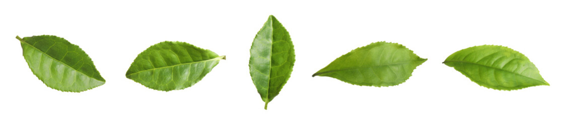 Fresh green tea leaves isolated on white, set