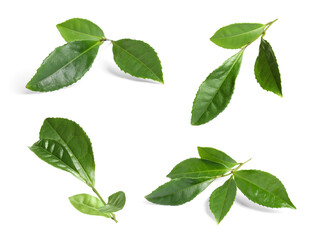 Fototapeta premium Fresh green tea leaves isolated on white, set