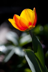 Fototapeta premium Tulpe