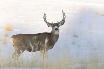 Buck Mule Deer in the Rockies