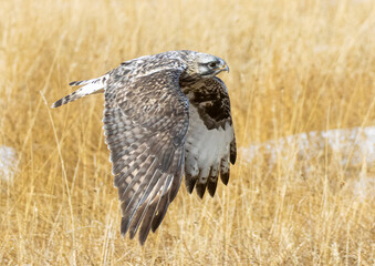 Rough Legged Hawk
