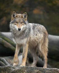 Mexican Grey Wolf full body standing portrait in the forest
