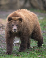 Brown bear cub full body standing portrait