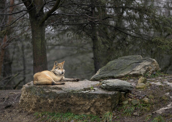Mexican Grey Wolf relaxing on a rock in the forest