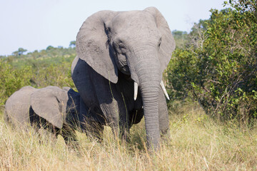 Fototapeta premium Afrikanischer Elefant / African elephant / Loxodonta africana