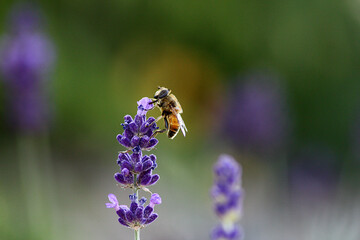 Biene auf Lavendel