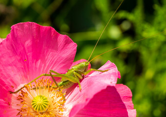 Green grasshopper, common grasshopper, Tettigonia viridissima on a poppy flower. 
A species of insects from the family of true grasshoppers of the order Orthoptera.