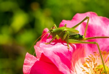 Green grasshopper, common grasshopper, Tettigonia viridissima on a poppy flower. 
A species of...