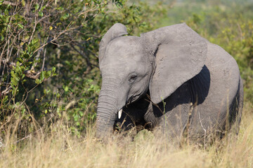 Fototapeta premium Afrikanischer Elefant / African elephant / Loxodonta africana