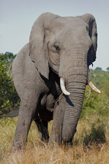 Obraz premium Afrikanischer Elefant / African elephant / Loxodonta africana