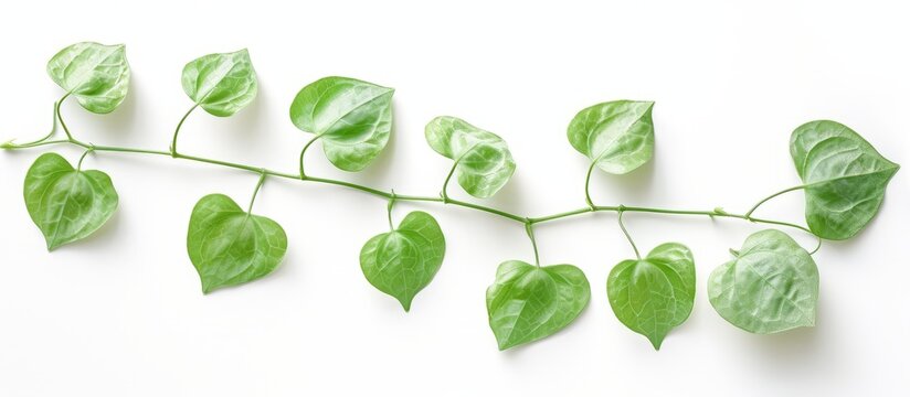 Close-up view of a herb called balloon vine, also known as balloon plant or love in puff, isolated on a white background.