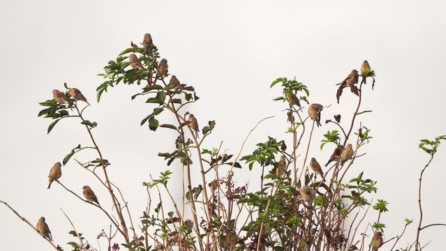 A flock of common linnet (Linaria cannabina) sitting in the top of a shrub