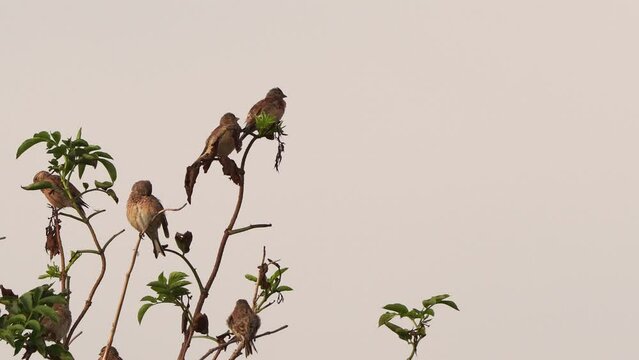 A flock of common linnet (Linaria cannabina) sitting in the top of a shrub