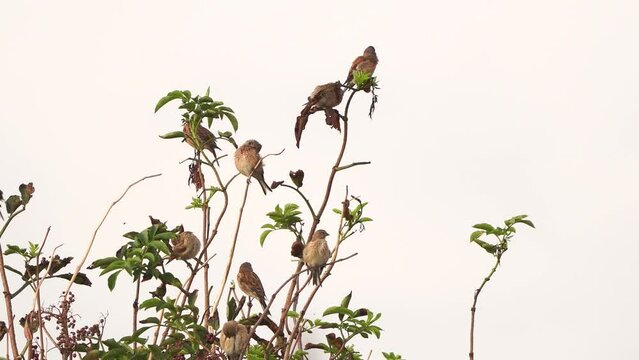 A flock of common linnet (Linaria cannabina) sitting in the top of a shrub