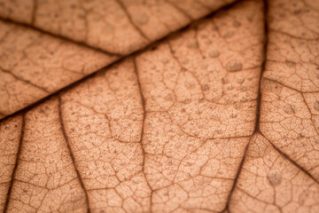 macro photo of the texture of a tree leaf