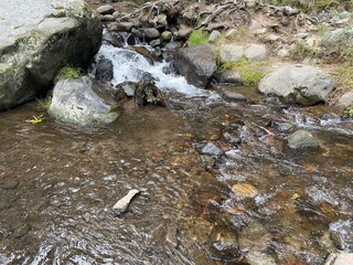 Rio de agua cristalina en medio del bosque con piedras, troncos y raíces