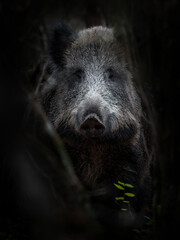 Close-up of a Wild Boar (Sus scrofa) hidden in a shadowy forest
