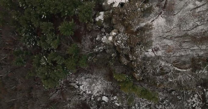winter woods