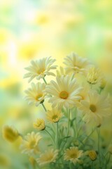 white flowers vase table yellow background beam diffused daisies whitespace border being rest peace avatar blooming pastel green midday sunlight