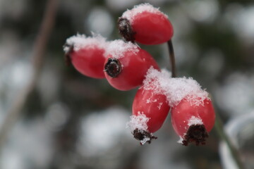 Red rosehips in winter on a branch of a rosehip bush in the snow