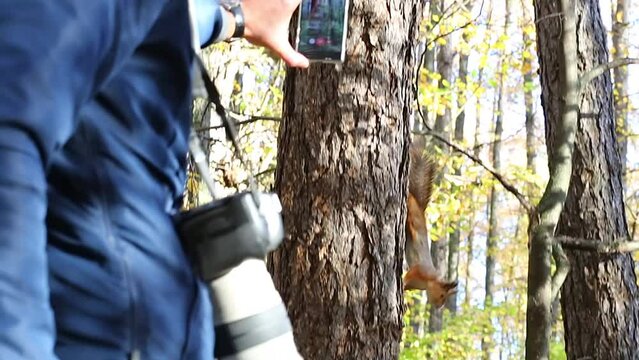 Man shoots a squirrel running down a tree on a smartphone
