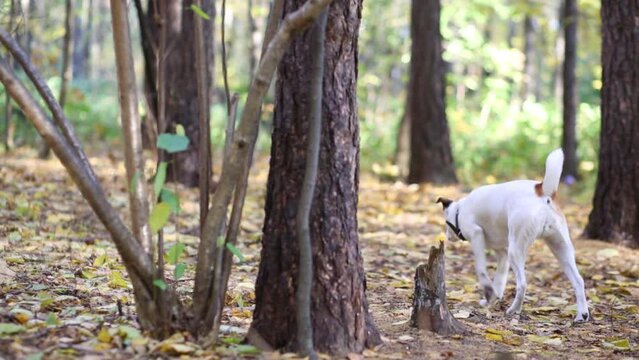 Dog tracks down and creeps up to squirrel in forest