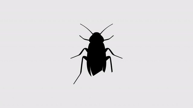 Cockroach graphic animation. Alpha channel. 4K resolution