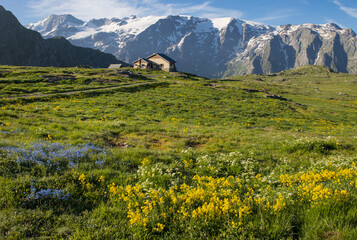 Fototapeta na wymiar refuge alpin au milieu de la prairie fleurie sur le plateau d'Emparis dans les Alpes au printemps dans le massif des Arves dans l'Oisans face au massif des Écrins, La Meije
