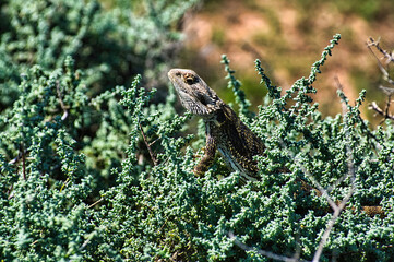An Eastern Bearded Dragon (Pogona barbata) in a saltbush in the Flinders Ranges, South Australia
