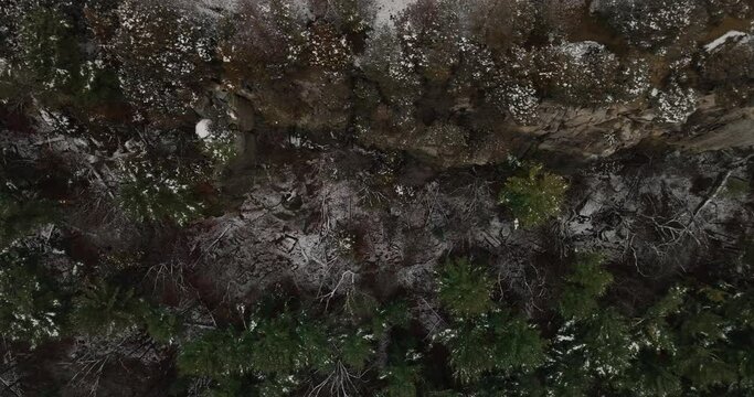 winter woods