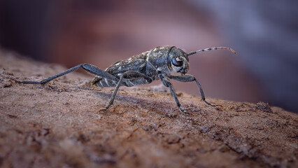 Rustic Borer (Xylotrechus rusticus) beetle on a wooden surface