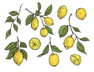 Lemon, citrus fruit. set of realistic vector illustrations, hand drawn, vintage engraving style.