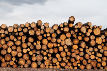 Cut trees stacked in a pile, close-up.