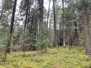 Bonitos arboles de un bosque con pasto, flores y arbustos