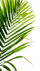 Close Up of a Green Palm Leaf