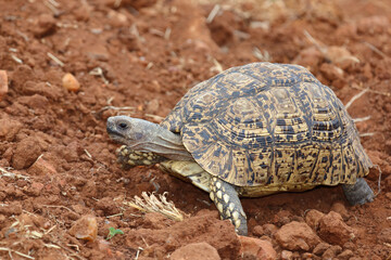 Leopardenschildkröte / Leopard tortoise / Geochelone pardalis