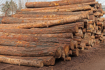 Cut trees stacked in a pile, close-up.