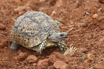 Leopardenschildkröte / Leopard tortoise / Geochelone pardalis