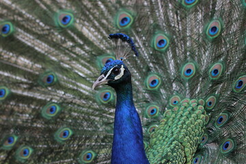 Naklejka premium Peacock 3
