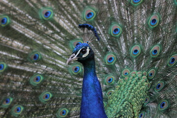 Fototapeta premium Peacock 3