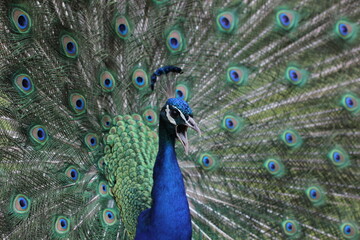 Fototapeta premium Peacock 1